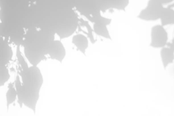istock shadows of the tree branches on a white wall 1253413857