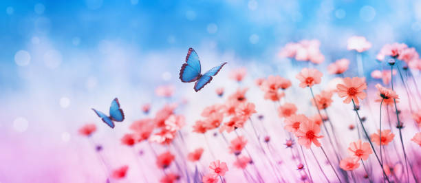 Beautiful Flower Field And Flying Butterflies On Blue Sky Background  Colorful Toning Of Amazing Nature Landscape With Wild Plants And Insects  Stock Photo - Download Image Now - iStock