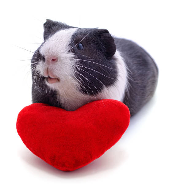 istock Guinea pig and heart. 1253416638