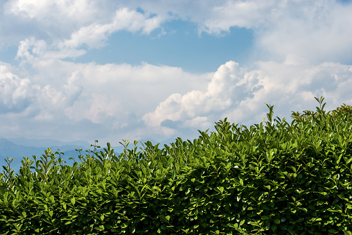 Closeup of a hedge with green leaves in summer on blue sky with clouds and copy space