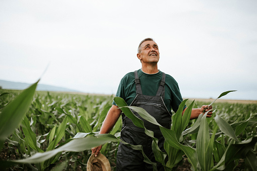 A mature man standing on a cornfield and looking at the cloudy sky