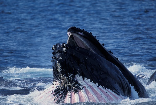 Humpack Whale, megaptera novaeangliae, Adult with Open Mouth to Catch Krill, Alaska
