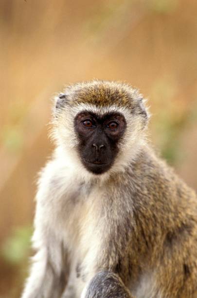 istock Vervet Monkey, cercopithecus aethiops, Portrait of Female, Kenya 1253417533