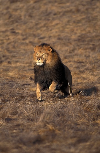 African Lion, panthera leo, Male running