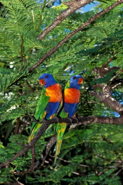 Photo of Rainbow Lorikeet, trichoglossus haematodus moluccanus, Adults with Beautifull Colors, Australia