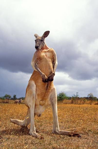 istock Red Kangaroo, macropus rufus, Male standing on Dry Grss, Australia 1253417615