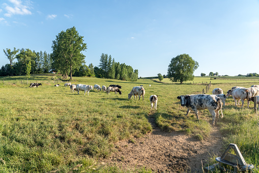 On a sunny day there are cows in the meadow