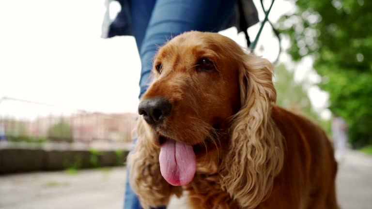 2 500 Cocker Spaniel Stock Videos And Royalty Free Footage IStock 2-500-cocker-spaniel-stock-videos-and-royalty-free-footage-istock