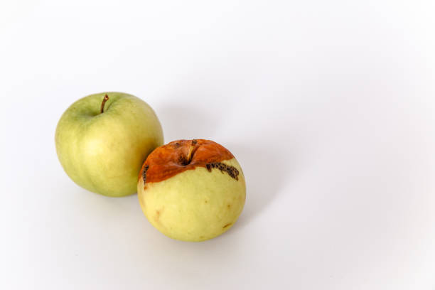 istock Rotten and fresh apple on white background 1253418490