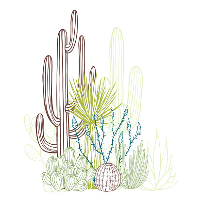Succulents and cacti. Desert plants. Vector sketch  illustration.