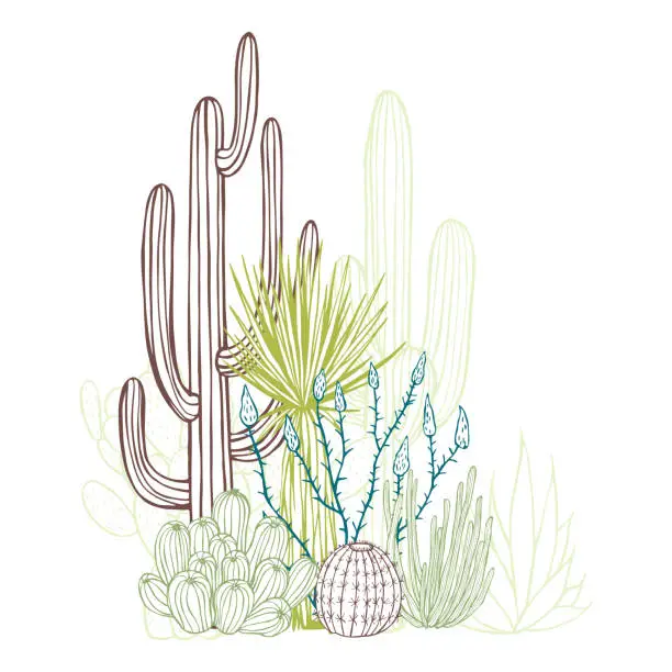 Vector illustration of Succulents and cacti. Desert plants.