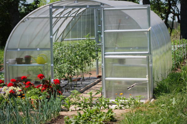 istock Greenhouse in back garden with open door 1253421732