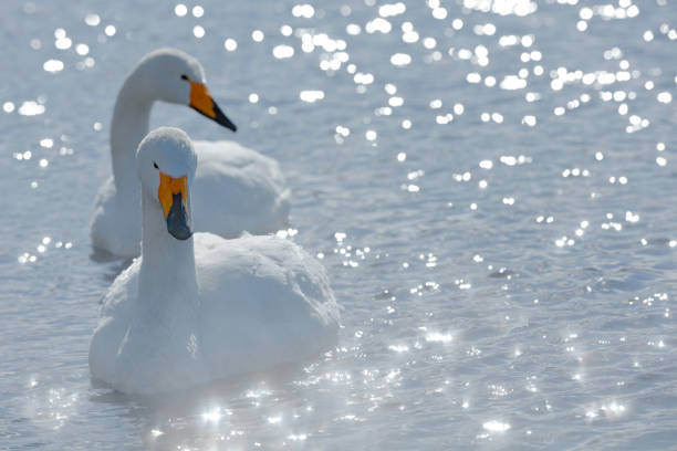 art view of two swans. whooper swan, cygnus cygnus, bird portrait with open bill, lake kusharo, other blurred swan in the background, winter scene with snow, japan. light in the background. - whooper swan imagens e fotografias de stock