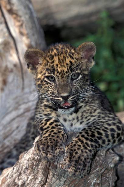 istock Leopard, panthera pardus, Cub standing on Stump 1253422055