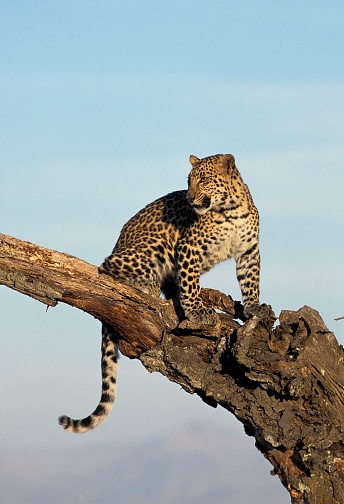 Leopard, panthera pardus, Adult standing on Branch