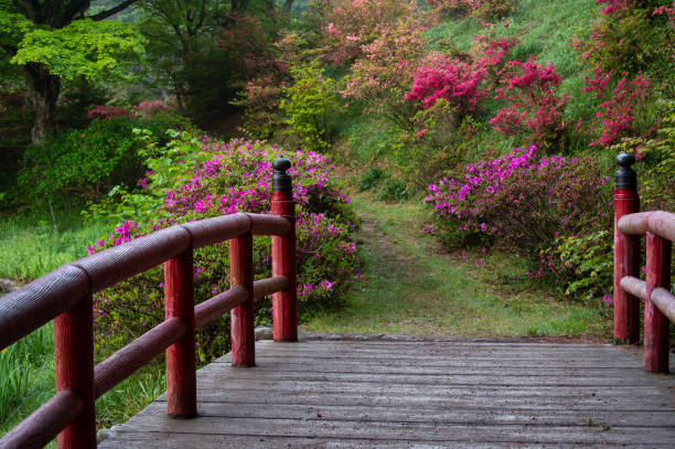 istock Red railing bridge and azalea flowers 1253424198