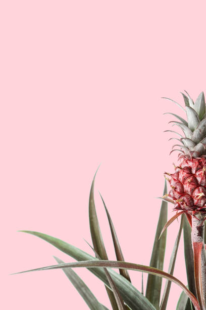 istock Pineapple plant on pink background. Photo 1253424513