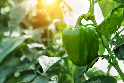 Close-up of big raw young ripe tasty juicy green bell pepper growing in vegetable garden or farm greenhouse on bright sunny summer or spring day. Healthy nutrition vitamin diet food background.