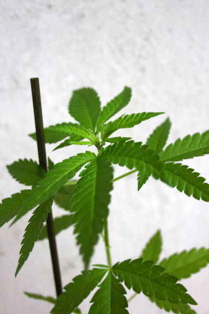 istock Plants of Cannabis Sativa 1253427073