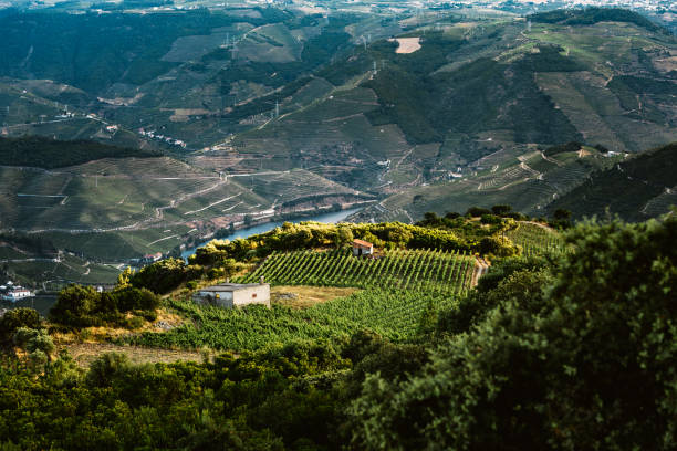 istock The wine yards hills 1253427207