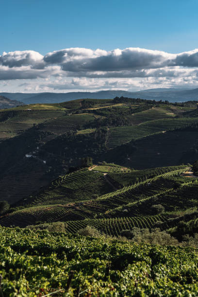 istock The wine yards hills 1253427263