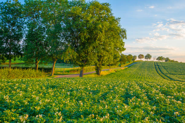 夏の夕日の光の中で雲と青空の下の丘の斜面に咲くジャガイモの植物と緑のフィールド - landscape hill green grass ストックフォトと画像