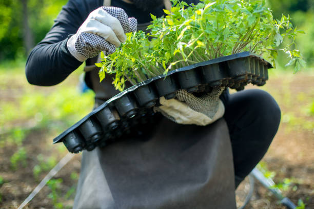 Man takes care of his plants stock photo