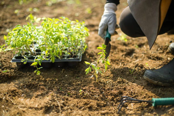 istock Soil preparation for planting 1253427562