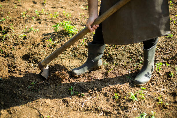 istock A busy day in the garden 1253427572