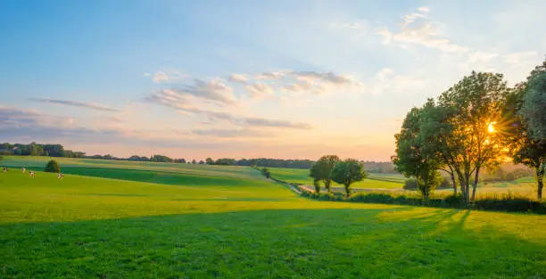 Grassy fields and trees with lush green foliage in green rolling hills below a blue sky in the light of sunset in summer, Voeren, Voer Region, Limburg, Flanders, Belgium, June 25, 2020