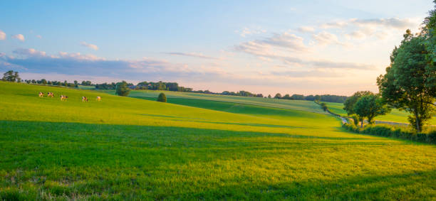 istock Grassy fields and trees with lush green foliage in green rolling hills below a blue sky in the light of sunset in summer 1253428871