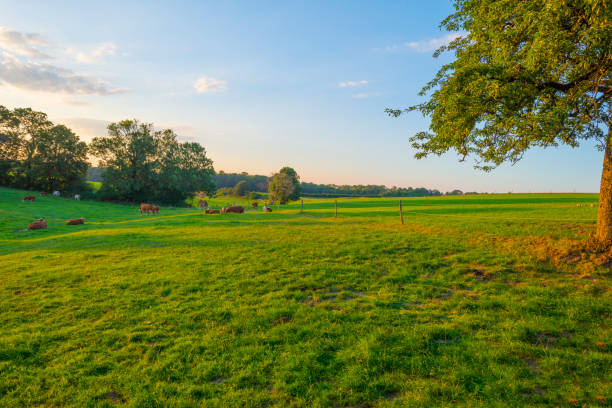 istock Grassy fields and trees with lush green foliage in green rolling hills below a blue sky in the light of sunset in summer 1253429016