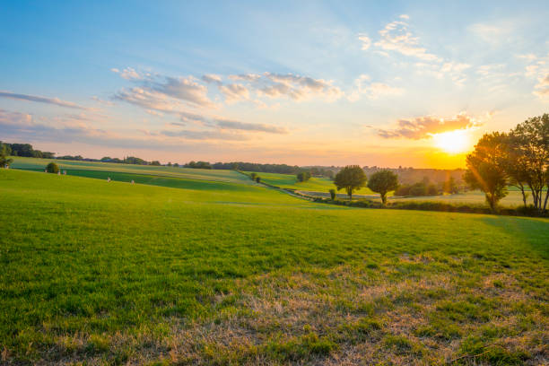 Grassy fields and trees with lush green foliage in green rolling hills below a blue sky in the light of sunset in summer, Voeren, Voer Region, Limburg, Flanders, Belgium, June 25, 2020