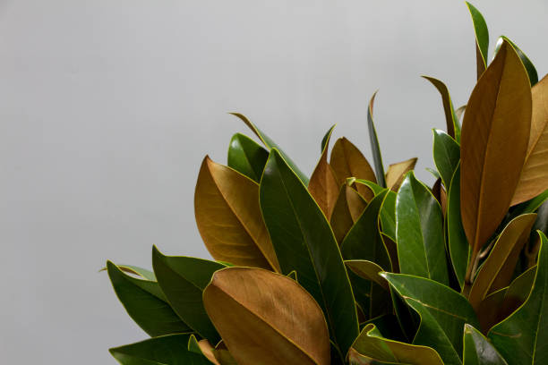 灰色の背景に新鮮な緑と茶色のマグノリアの葉のクローズアップブーケ、選択的な焦点 - tree magnolia vibrant color close up ストックフォトと画像