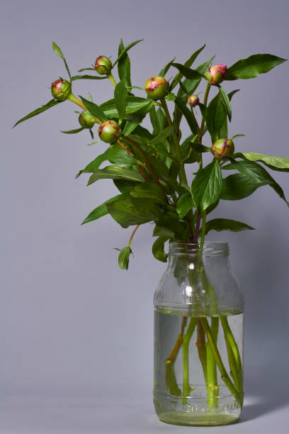 istock Unopened bud peony flowers in glass vase on gray backdrop, selective focus. 1253429207