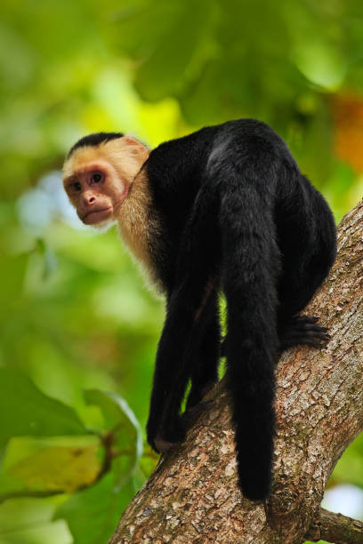 istock Black monkey White-headed Capuchin sitting on the tree branch in the dark tropic forest. Monkey White-headed Capuchin, Cebus capucinus. Monkey in the nature habitat. Animal wildlife of Costa Rica 1253429244