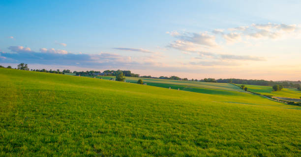 istock Grassy fields and trees with lush green foliage in green rolling hills below a blue sky in the light of sunset in summer 1253429276