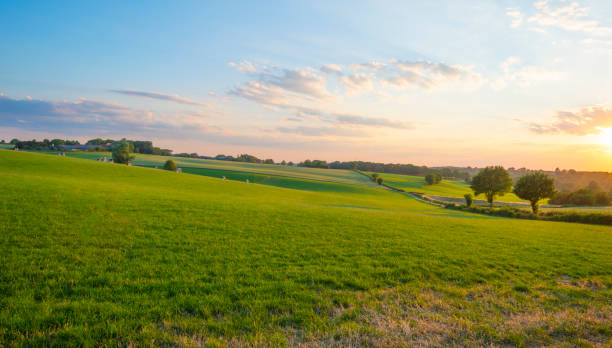 istock Grassy fields and trees with lush green foliage in green rolling hills below a blue sky in the light of sunset in summer 1253429321