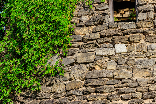 Old stone wall covered with green wild grape