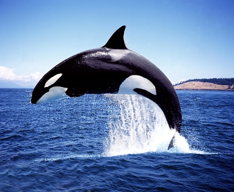Ballena asesina, orcinus orca, violación de adultos, canal cerca de la isla de Orca photo