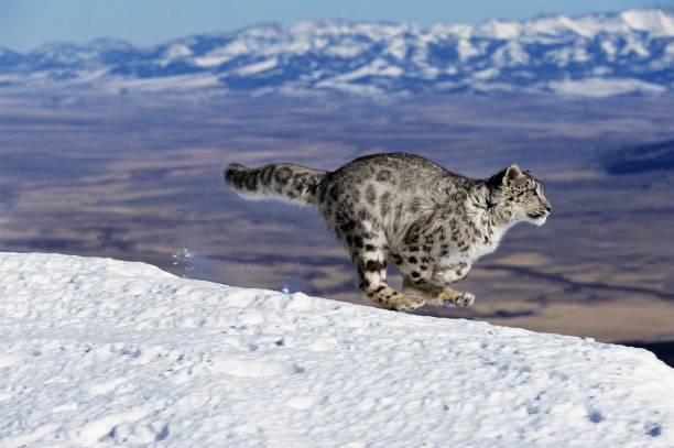 ユキヒョウかオンス、ウンシア・ウンシア、雪の上を走る肖像画 - snow leopard leopard animal snow ストックフォトと画像