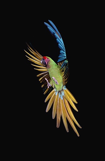 Military Macaw, ara militaris, Adult in Flight against Black Background