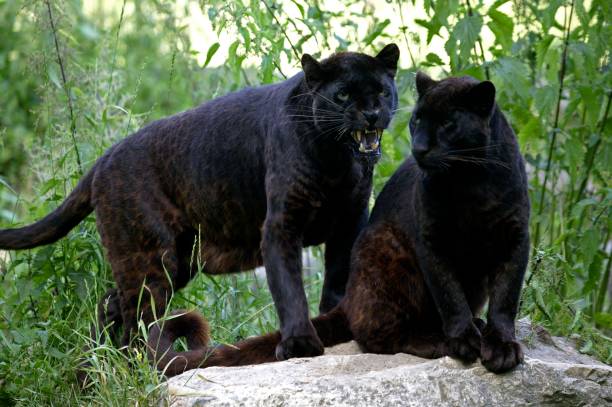 istock Black Panther, panthera pardus, Adults standing on Rock 1253430644