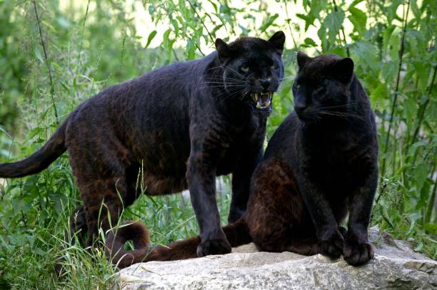 黑豹, 黑豹, 站在岩石上的成年人 - leopard 2 個照片及圖片檔