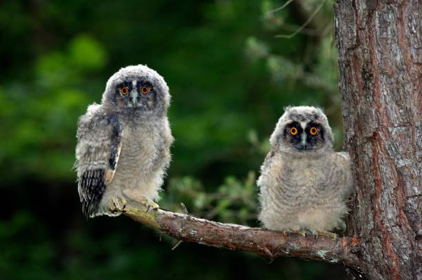 istock Long Eared Owl, asio otus, Youngs standing on Branch, Normandy 1253430661