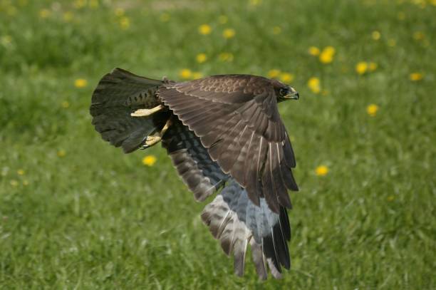 istock Common Buzzard, buteo buteo, Adult in Flight, Normandy 1253430726