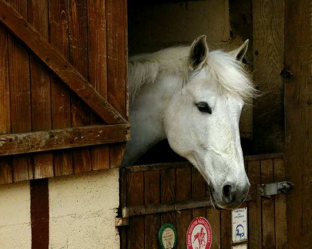istock Horse at Loose Box, Normandy 1253430732