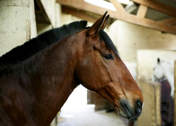 istock Horse at Loose Box, Normandy 1253430736