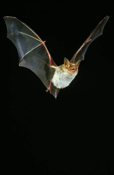 Mouse Eared Bat, myotis myotis, Adult in Flight against Black Background Mouse Eared Bat, myotis myotis, Adult in Flight against Black Background mouse eared bat photos stock pictures, royalty-free photos & images