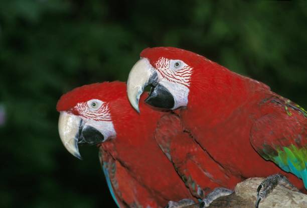 Red and Green Macaw, ara chloroptera, Adults Red and Green Macaw, ara chloroptera, Adults green winged macaw ara chloroptera stock pictures, royalty-free photos & images